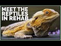 Meet All My Sick Reptiles in Rehab!