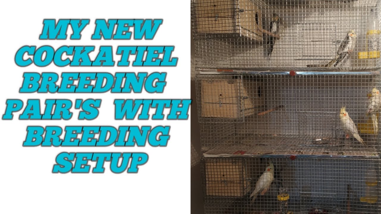 My Cockatiels Breeding Setup Cockatiel Birds Youtube