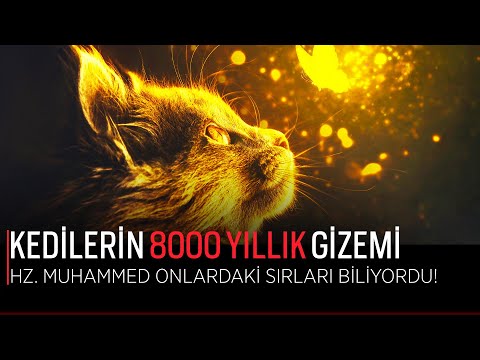 Bilimsel olarak açıklandı! Kedi Mucizesi Hz. Muhammed SAV. kedilerdeki 8 bin yıllık Sırrı biliyordu!