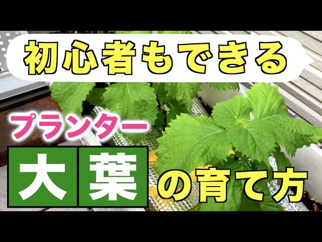 初心者でもできる 大葉の育て方 増やし方 水やり 病害虫対策 追肥 プランター Youtube