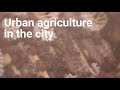 Urban agriculture in the heart of tel aviv