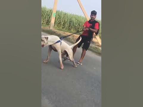 Tall pitbull are very expressive 🙀🙅#motivationalskool - YouTube