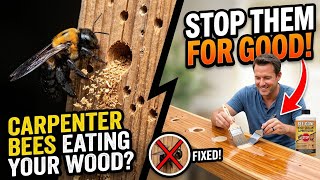 How to Stop Carpenter Bees from Eating Woods