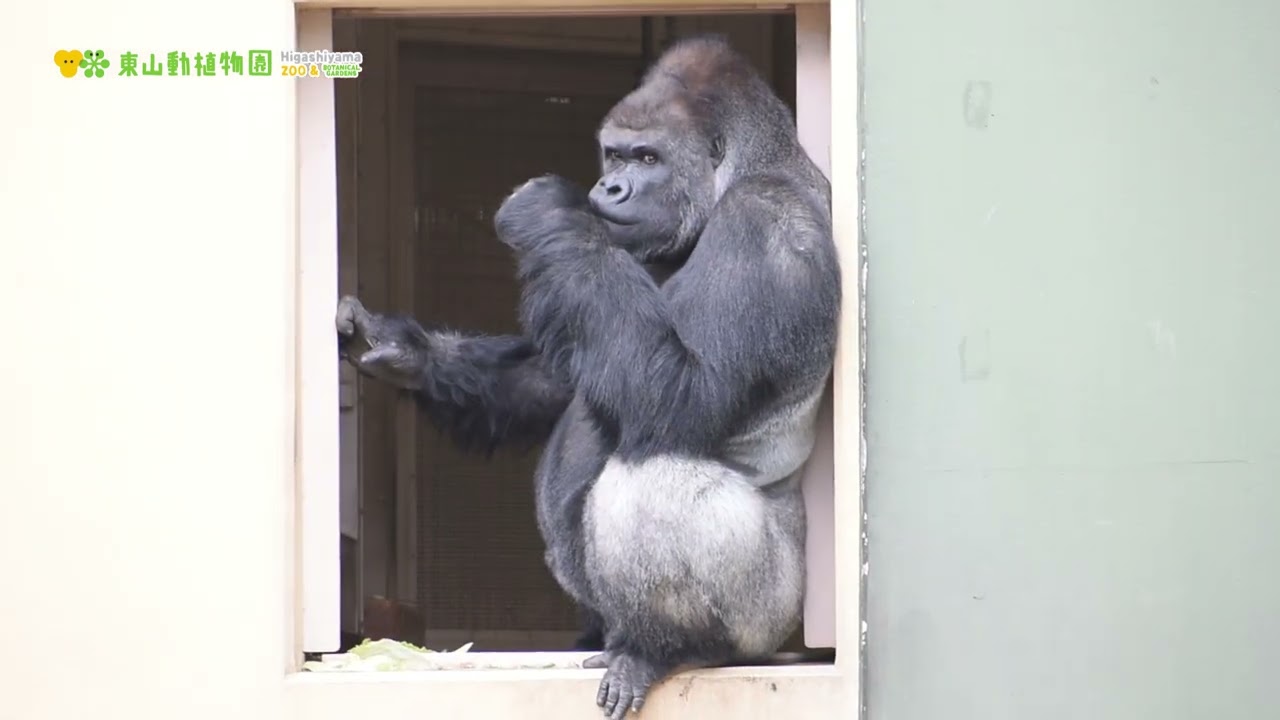 東山動植物園公式】シャバーニ1分20秒《 ニシゴリラ ゴリラ 》 - YouTube