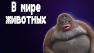 В МИРЕ ЖИВОТНЫХ [МАКАКА, ГОРИЛЛА, ГИПОПОТАМ] feat Усатый барон