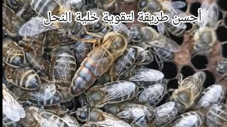 اطعام خلية النحل ومراقبتها (الجزء 2)