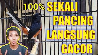 PANCINGAN BURUNG MURAI BATU GACOR COCOK BUAT MEMANCING MURAI BATU YANG MACET!!!