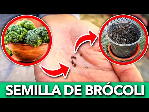 Video: Semillas de brócoli: consejos para guardar semillas de plantas de brócoli