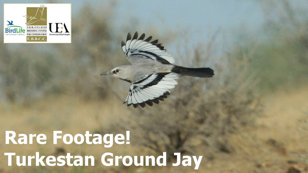 Rare Footage! - Turkestan Ground Jay Nest in the Kyzylkum Desert
