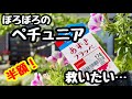 ◆見切り品発見！【ペチュニア】の復活劇が始まります。