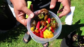 HARVEST RANT! EARLY FALL 2025 (SEPTEMBER)