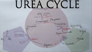 UREA CYCLE - Protein Metabolism Part 2
