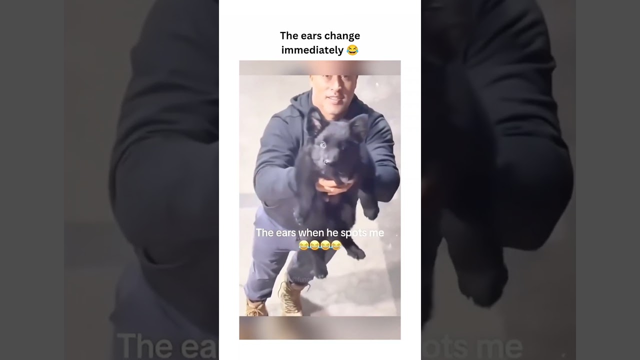 собаки веселятся 