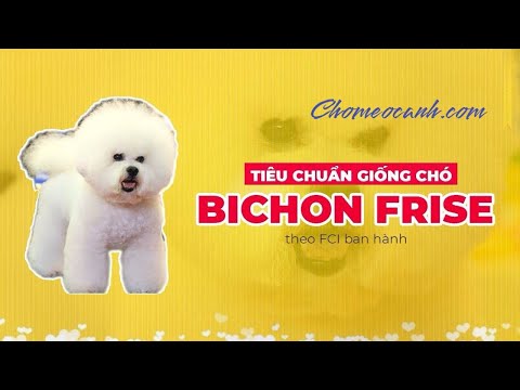 Video Tiêu chuẩn giống chó Bichon Frise theo FCI ban hành -... - youtube