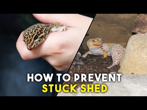 Video: Leopard Gecko Shedding -ongelmat
