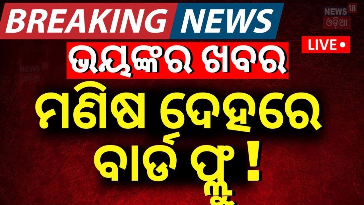 LIVE | ମଣିଷ ଦେହରେ ବାର୍ଡ ଫ୍ଲୁ !  Bird Flu In Human Body | Bird Flu In Odisha 2024