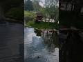 #прогулка #зоопарк #енотик #утки #пруд