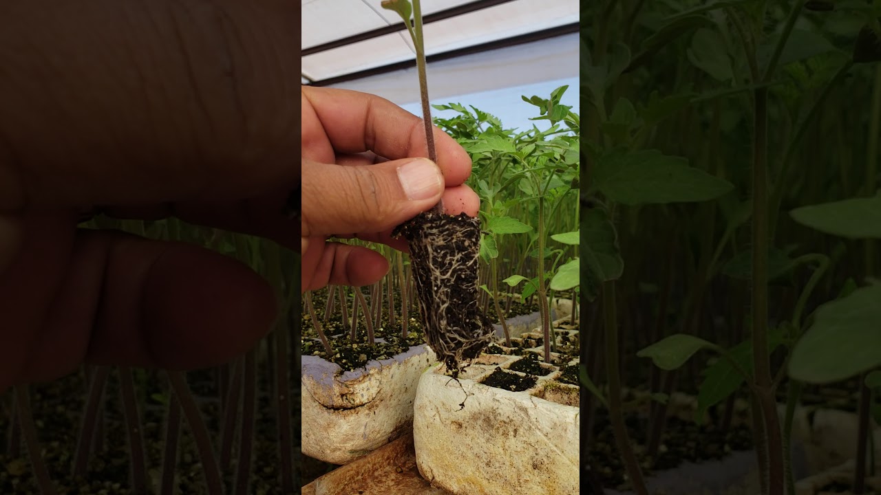 SEMILLERO #Plántulas de tomate  #almacigo