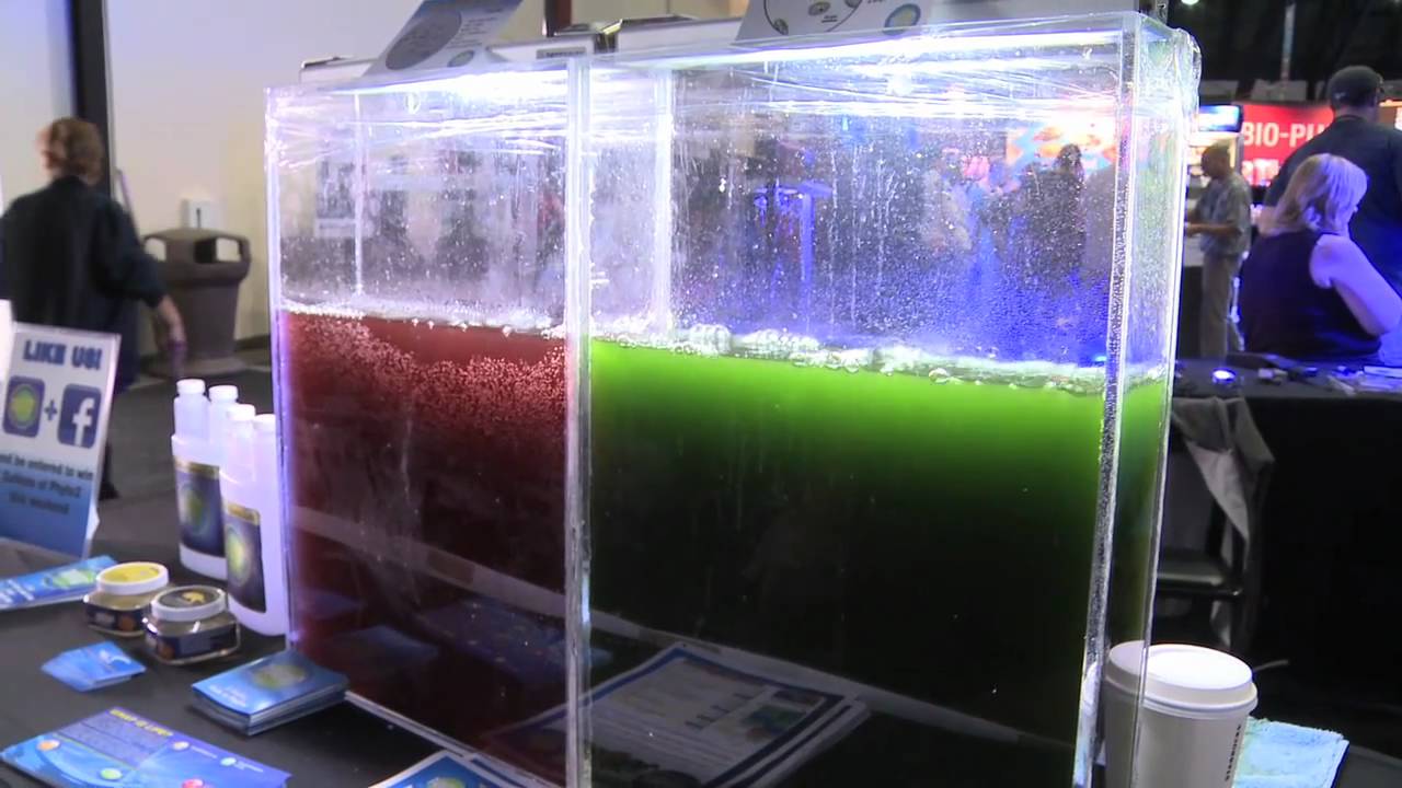 koralia 425 Mr. Saltwater Tank's Coverage of Marine Aquarium Expo (MAX)