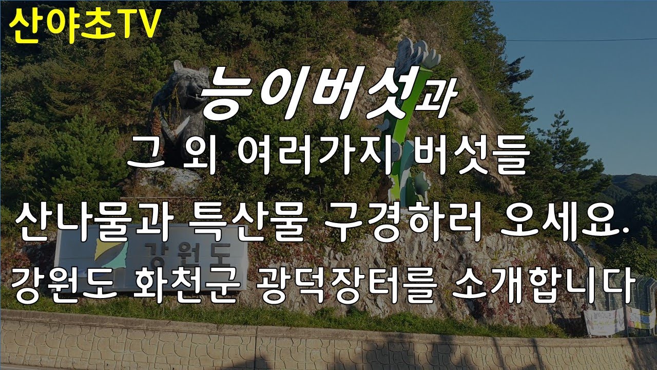 능이버섯과 송이버섯 그 외의 여러가지 버섯들을 판매하는 곳을 소개합니다. 산야초TV 산야초산행