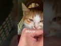 預かり37日目。右目の経過をみせにいきました。