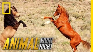 That's Some Dangerous Horseplay | Animal Fight Night That's Some Dangerous Horseplay | Animal Fight Night