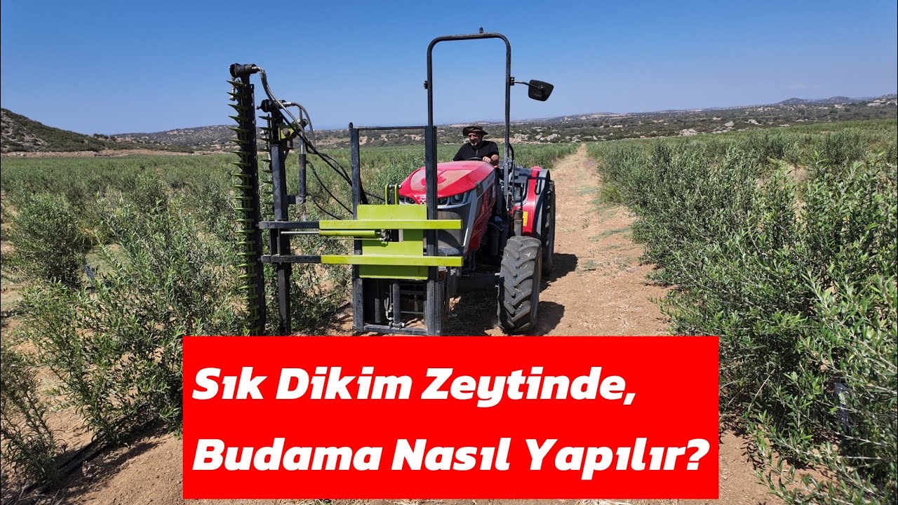 Sık Dikim Zeytinde, Budama Nasıl Yapılır?#zeytin #zeytinyağı #arbequina #lecciana #zeytinbudama 