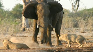 Vidio mengesankan gajah dan anaknya