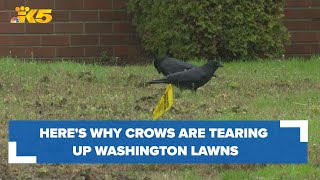 Here's the reason crows are tearing up Washington lawns