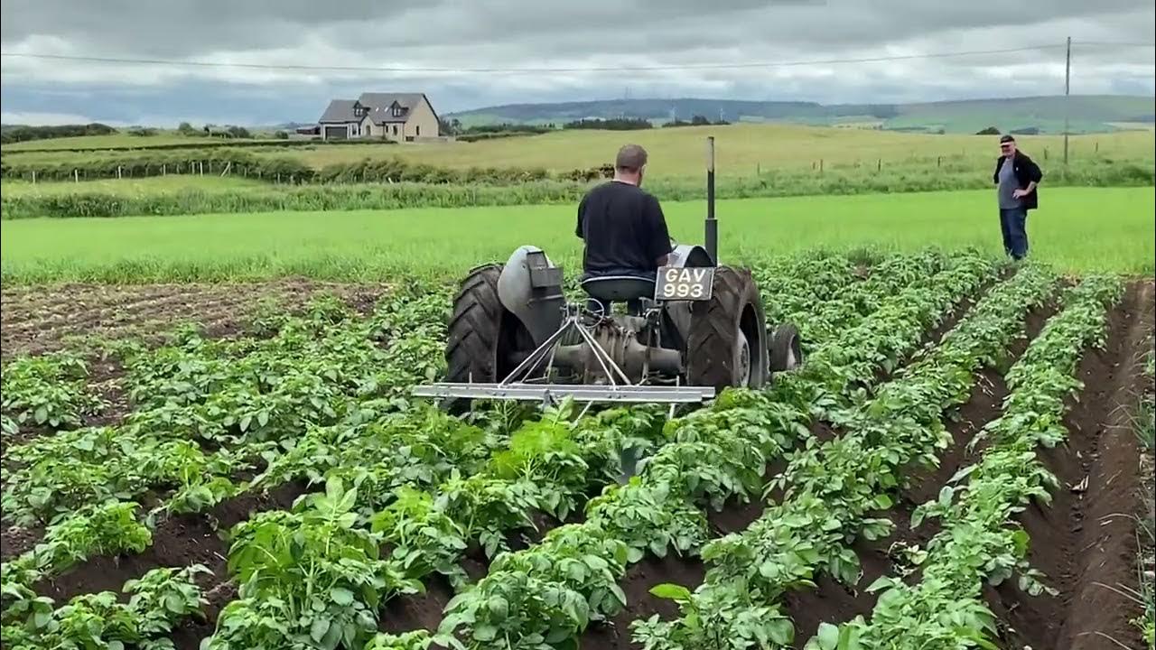 Earthing up potatoes Ferguson style YouTube