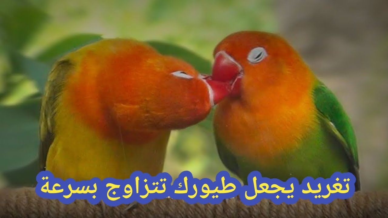 Lovebird's Sounds 🦜