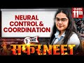 NEURAL CONTROL AND COORDINATION in One Shot | All Concepts + PYQs Covered | Safar NEET 2026