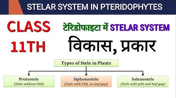 Stelar system in Pteridophyta/टेरिडोफाइटा में Stelar system का विकास/Types of Protostele