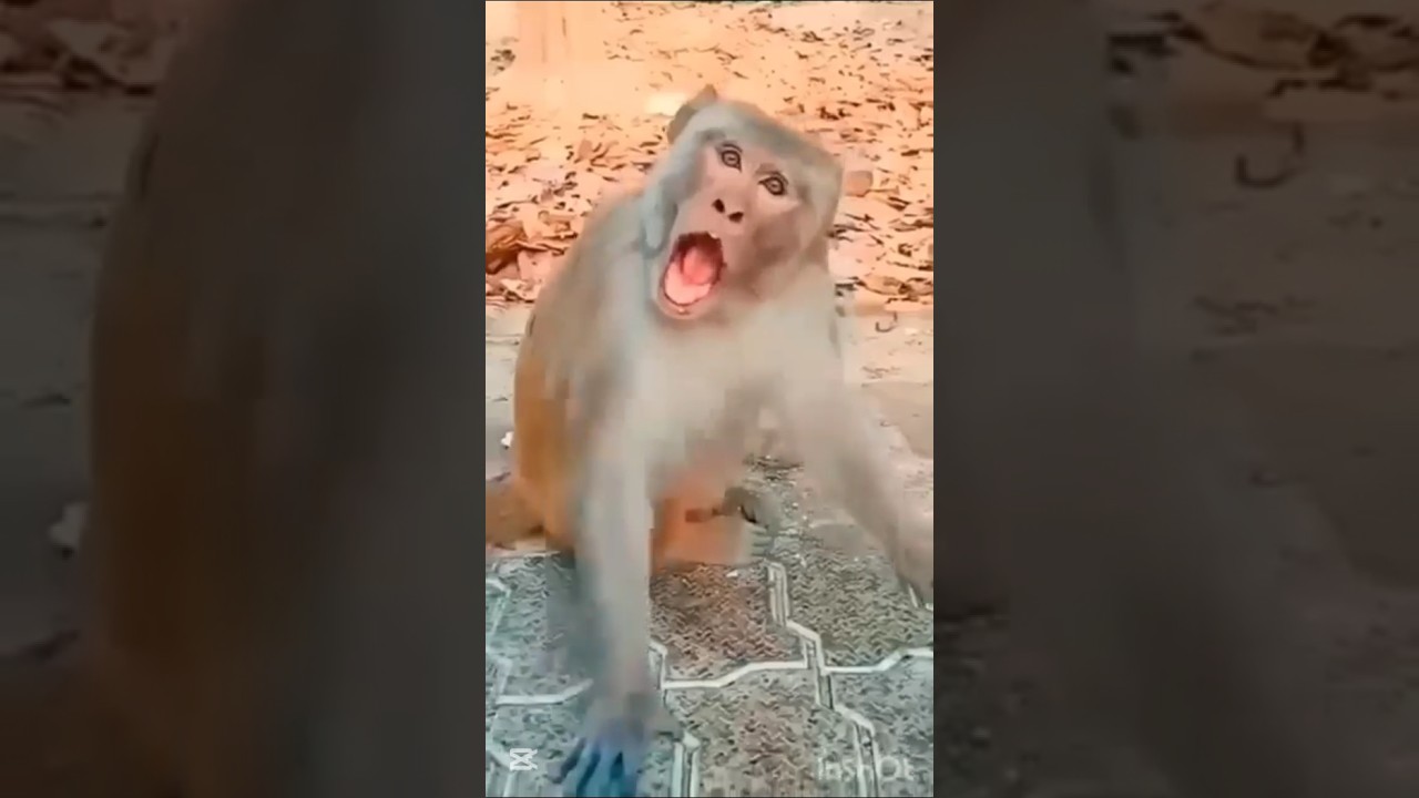 Cute baby say Mama 😍 monkey comedy scene 😂😂 
