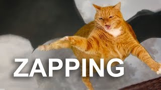 ZAPPING WITH CATS - PAROLE DE CHAT