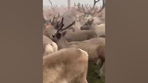 The Sami Reindeer Autumn Migration Preparations in Norway