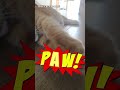 Action movie: &#39;The Paw&#39; #shorts