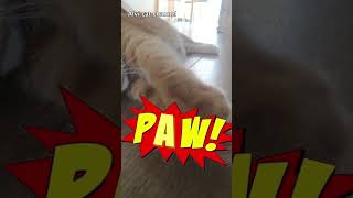 Action movie: &#39;The Paw&#39; #shorts