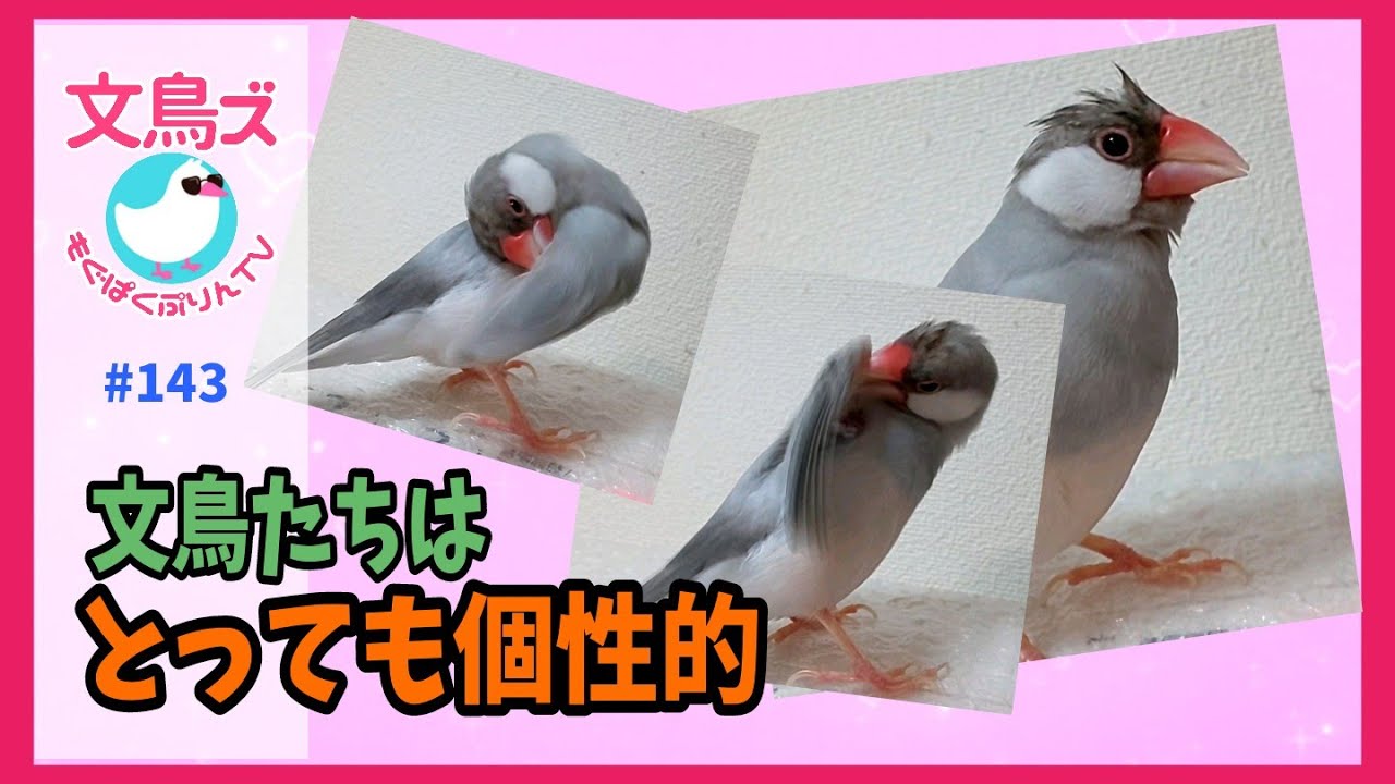 文鳥たちにも性格の違いがあるよ - YouTube