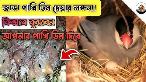 জাভা পাখির ডিম দেয়ার লক্ষন🇧🇩/  Java sparrow breeding tips/ How to breed Java Sparrows bangla.