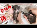 【子猫のシャンプー】風呂上りにはミルクが待っとる｜かわいいが止まらない一生懸命な時間｜桶の中が〇〇…。結構汚れていた【保護猫生活4日目】
