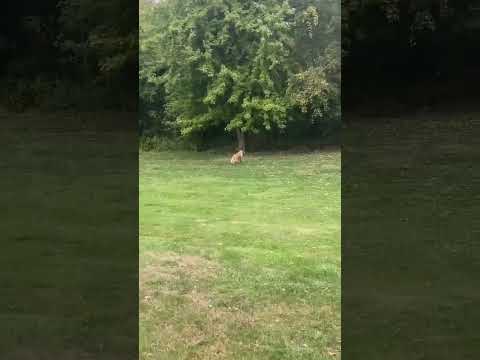 Forrest Chasing a