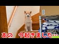 寝坊してきた柴犬の申し訳なさそうな行動がこちら shiba inu