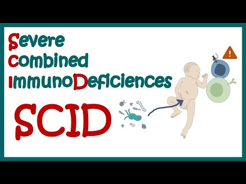 Video: Pinagsamang Immunodeficiency Disease (CID) Sa Mga Kabayo