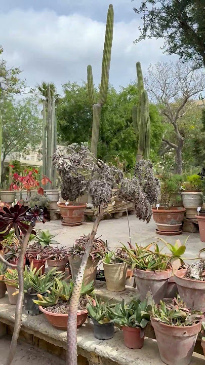 Patricia Abela - Argotti Botanical Gardens - Threads of Sustainability