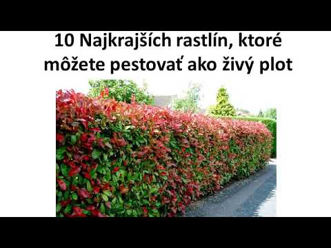 Video: Môžete pestovať Griffonia Simplicifolia: Zistite viac o rastlinách Griffonia Simplicifolia