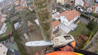 Démontage d'un Peuplier 25M / STIHL MS 201