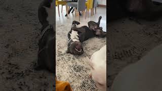 Mini Bulterier I Cane Corso I Rollo