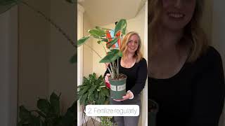 Alocasia Zebrina Care Tips!