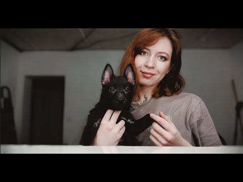 Видео: Перемещение с домашними животными: советы по поиску квартиры, в которой возможно размещение с домашними животными